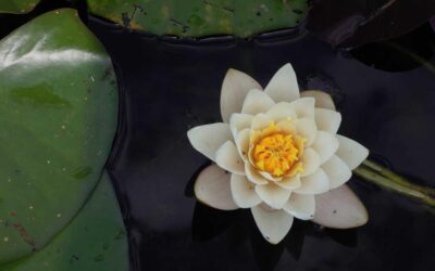 Eos vitae dolorem modi delectus alias amet